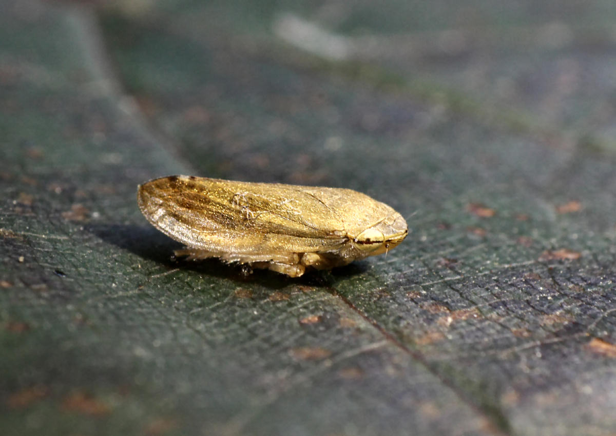 Philaneus sp ???? S, Philaenus spumarius.